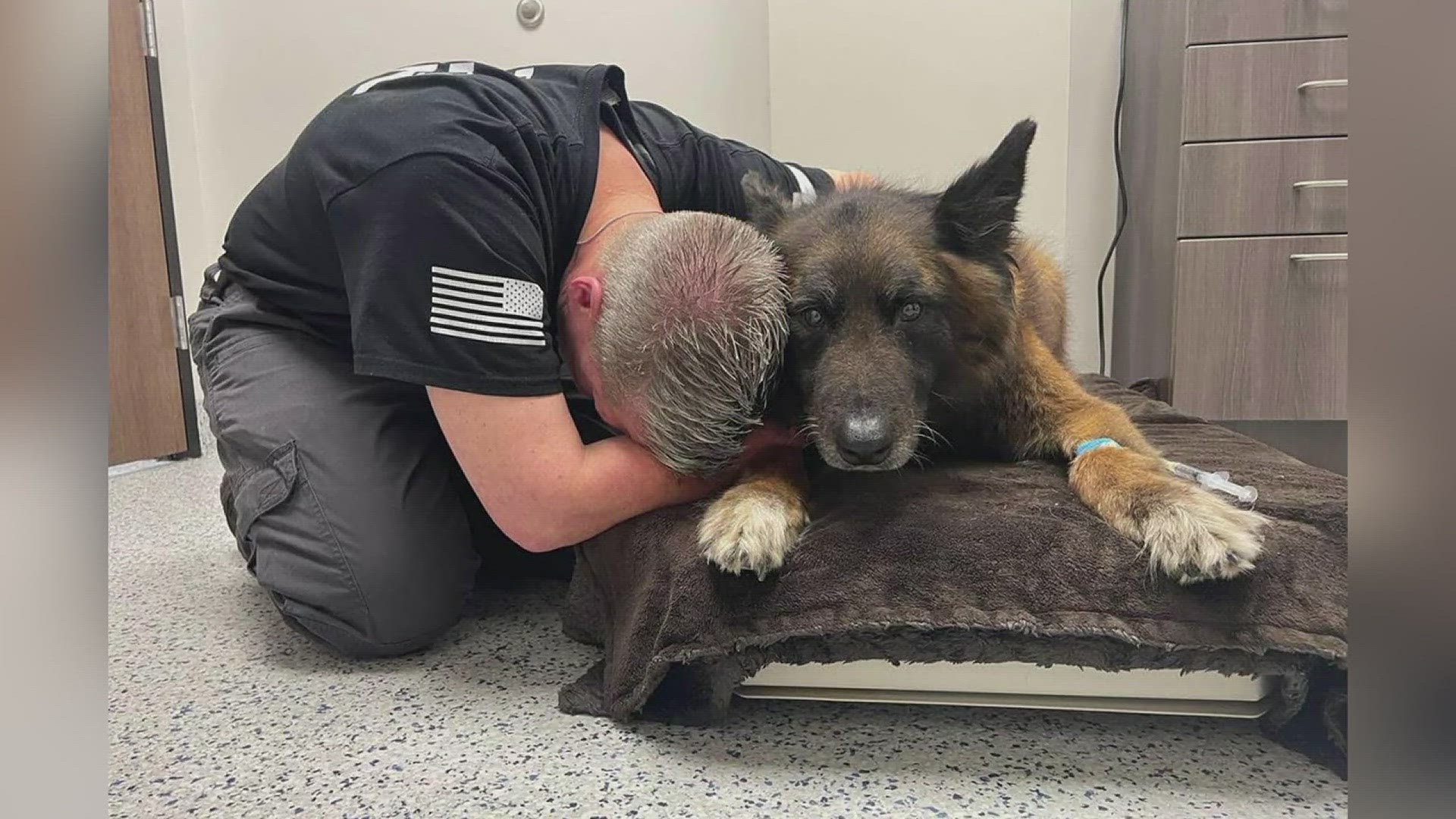 Last week, the 10-year-old Belgian Malinois suddenly became ill and was then diagnosed with an aggressive form of cancer.