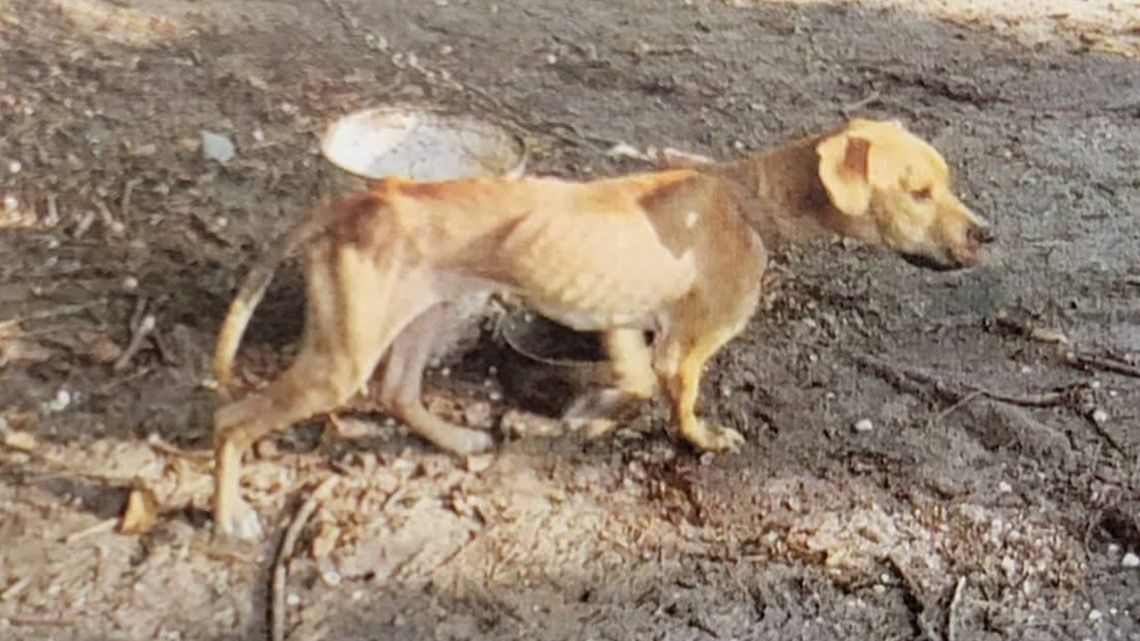 Emaciated dogs seized in Beaumont, animal cruelty charges pending ...