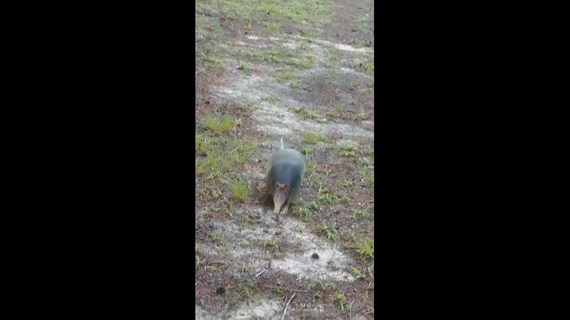 Smile...more than a speed bump, this armadillo was observed sharing a trail with Nancy Angell of Kountze.