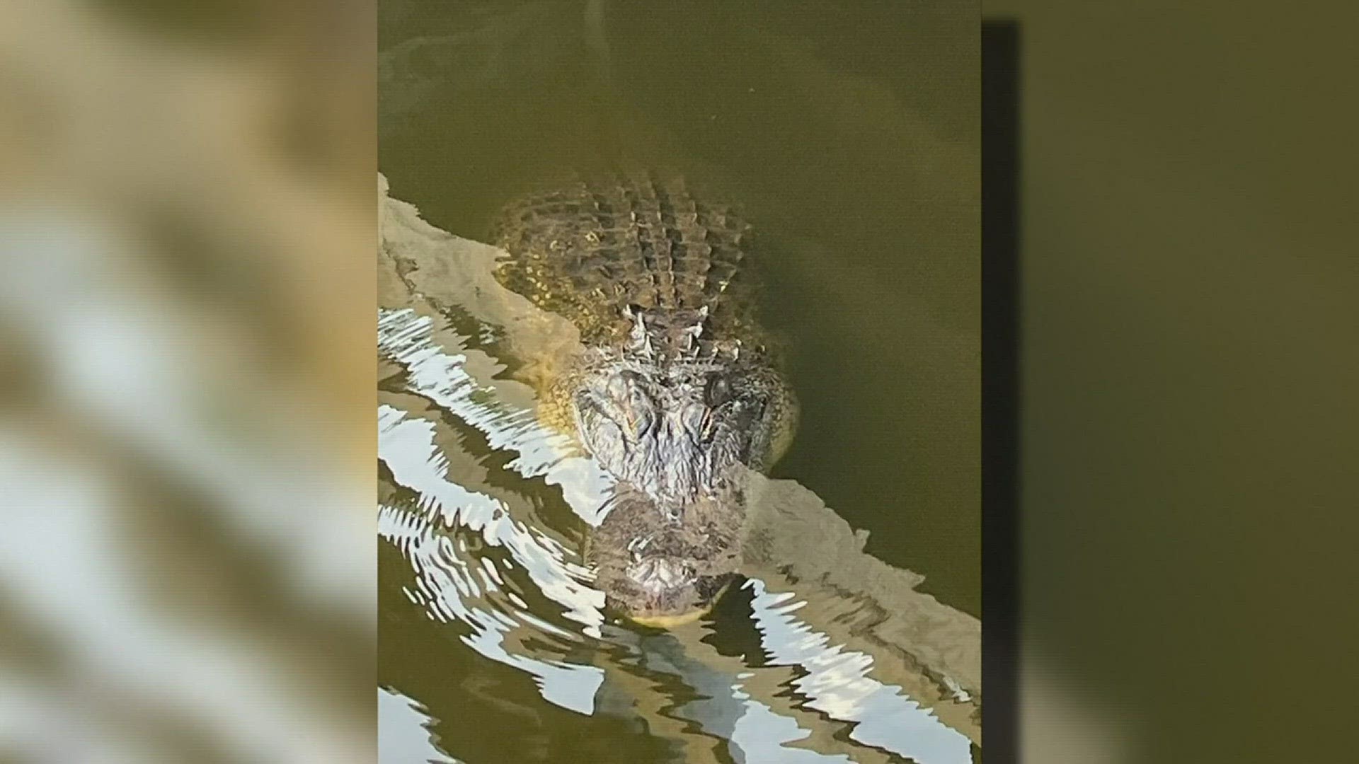 Thankfully, no one was hurt. Park officials warned that it is a known spot for gators.