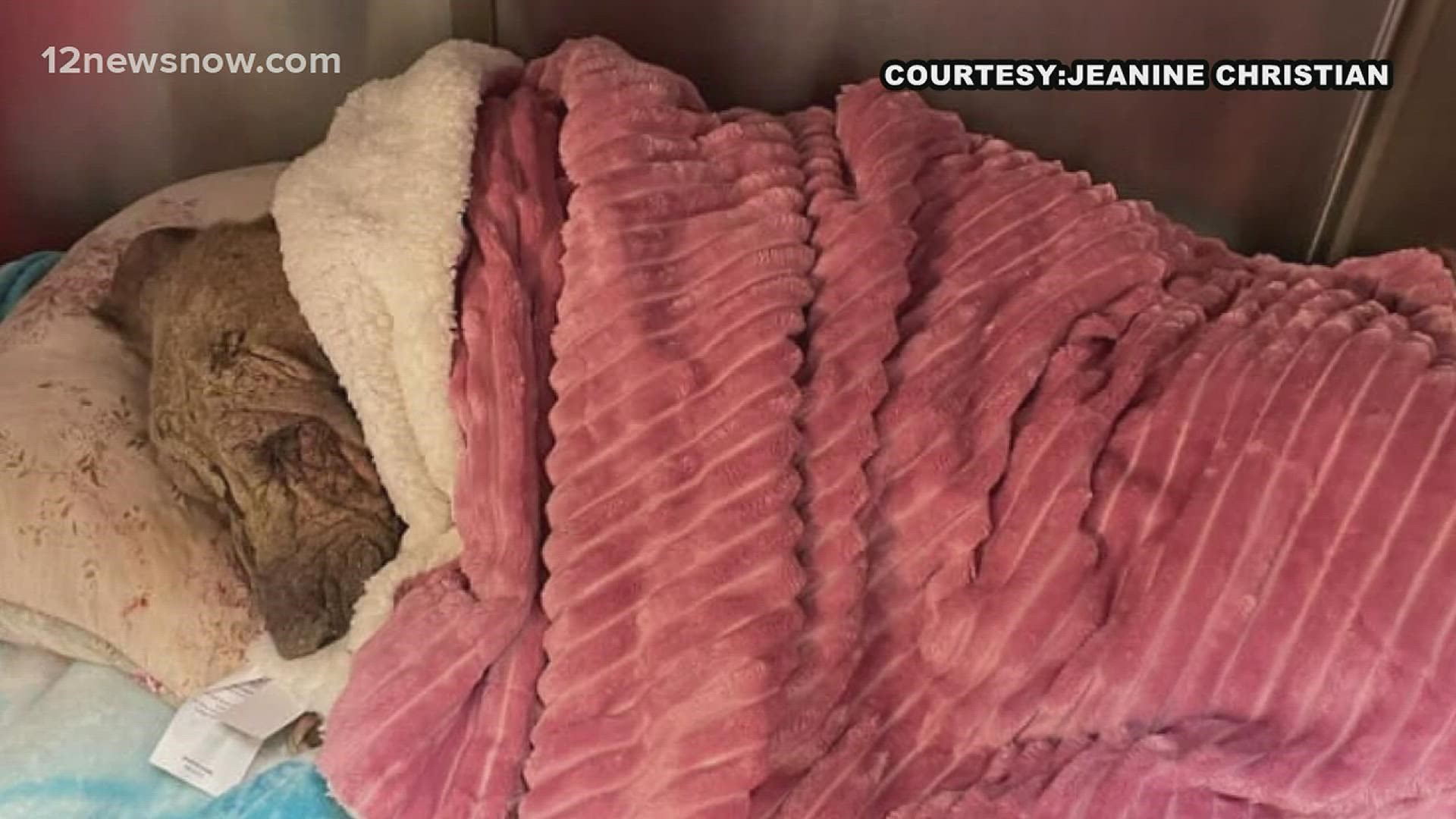 A dog is fighting for her life after being found malnourished and sick in an empty Texas field.