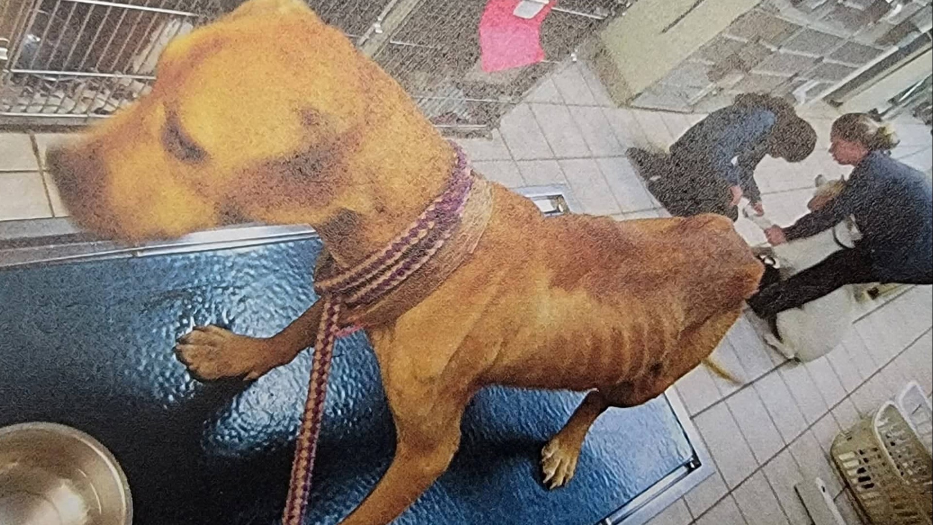 Emaciated dogs seized in Beaumont, animal cruelty charges pending ...