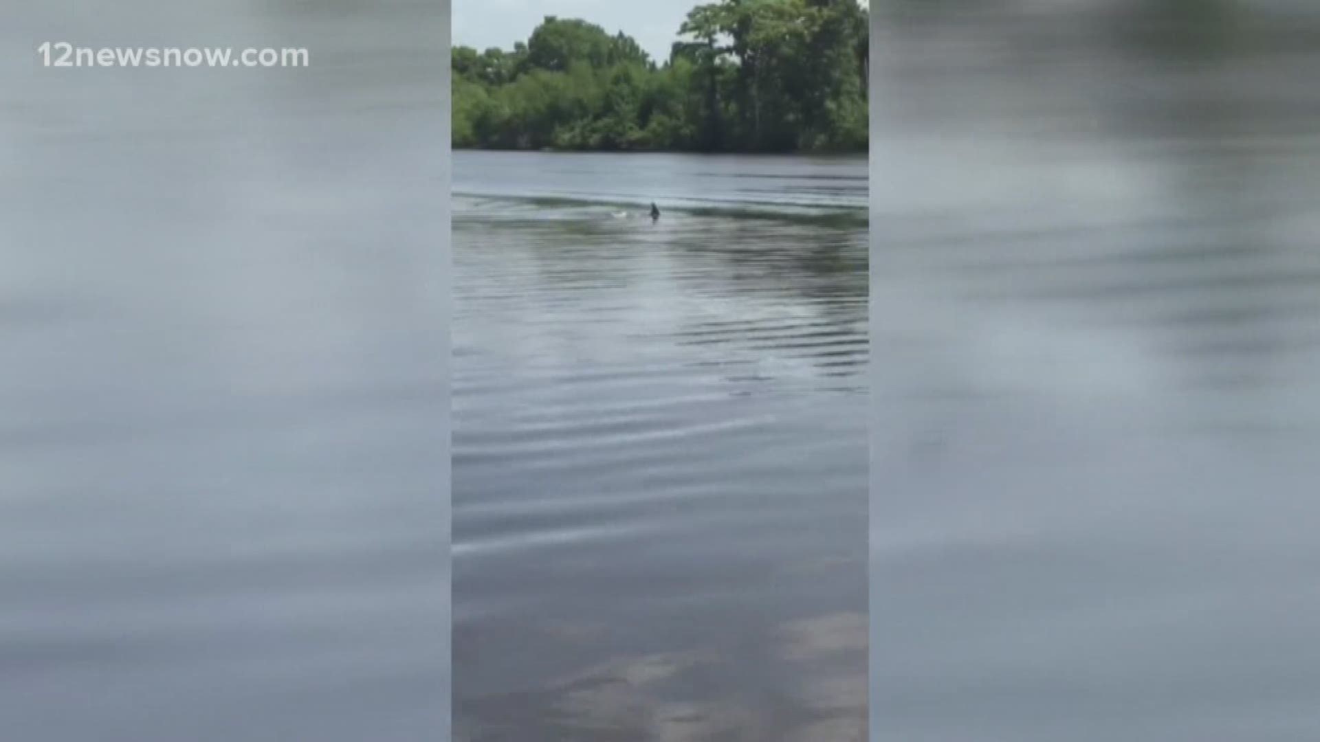 Southeast Texas family spots small pod of dolphins along Neches River in Beaumont