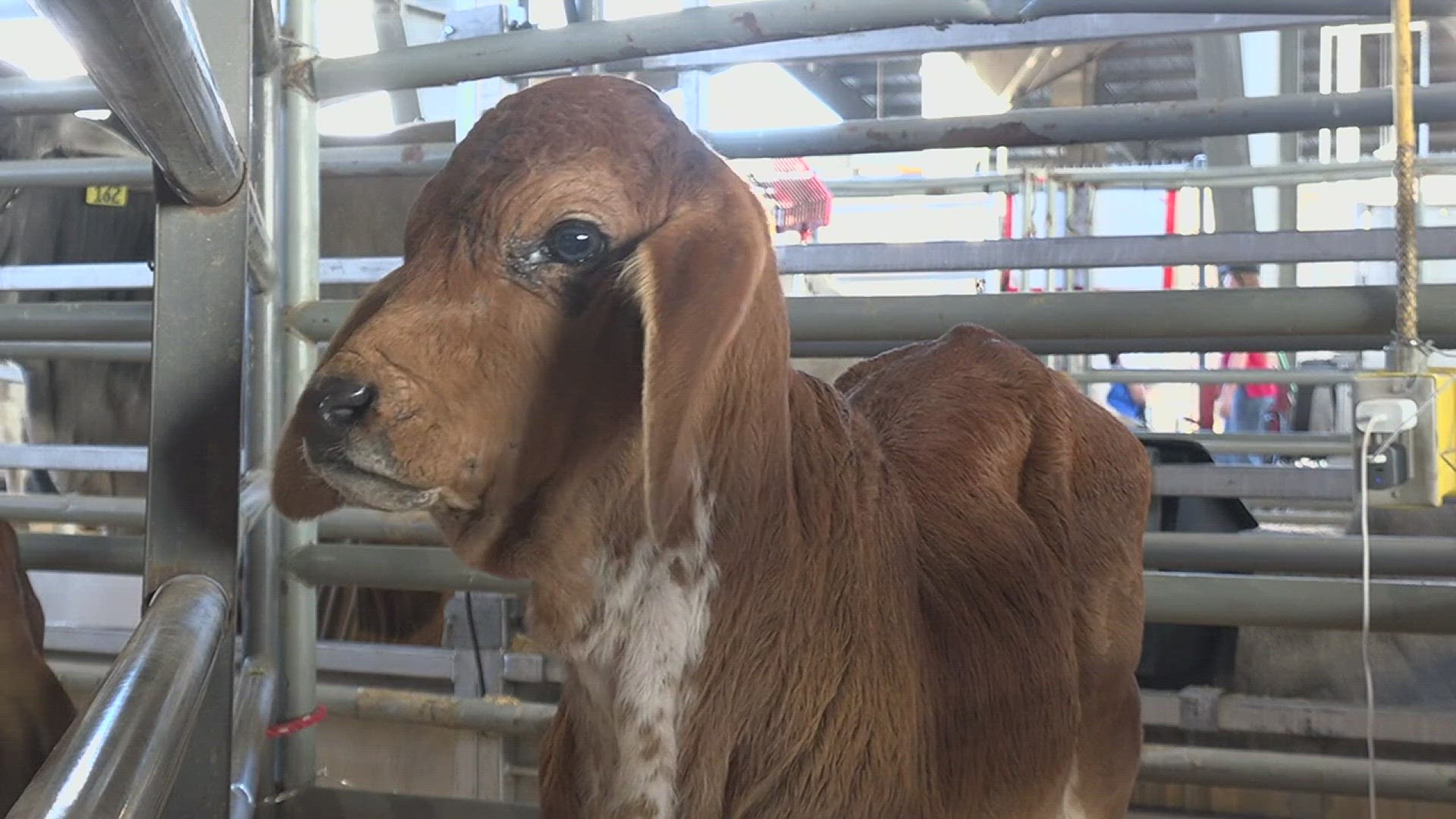 Cowgirls and cowboys from across the country made their way to the YMBL to show off their prized livestock.