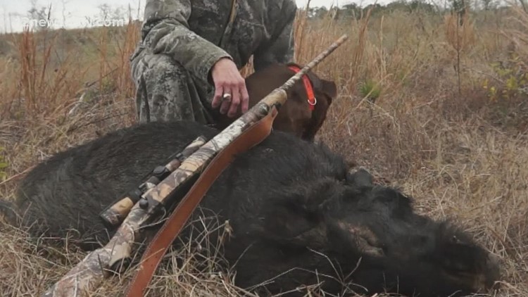 National Park Service providing permits for hunters to catch feral hogs in Big Thicket