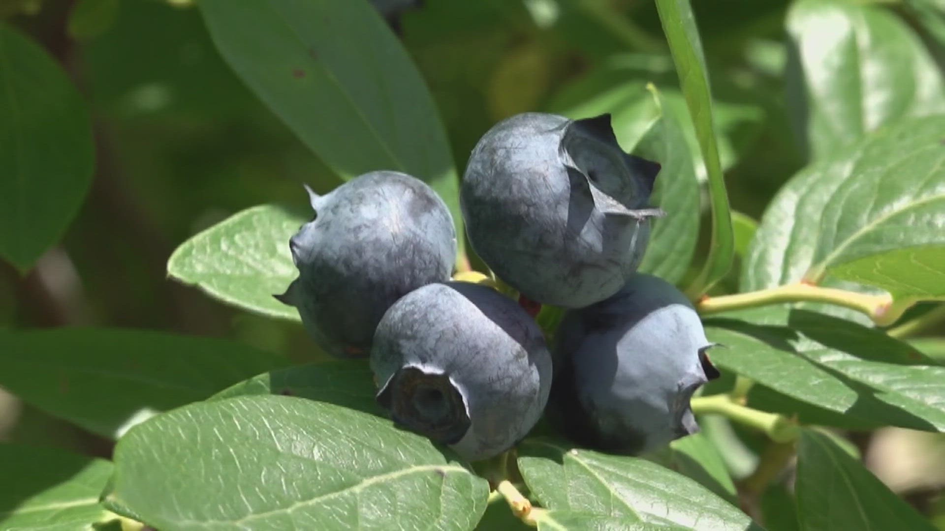 Creekwood Farms is a distributor for H-E-B to provide fresh produce statewide and one of eight other Texas farms that provide the store with blueberries.