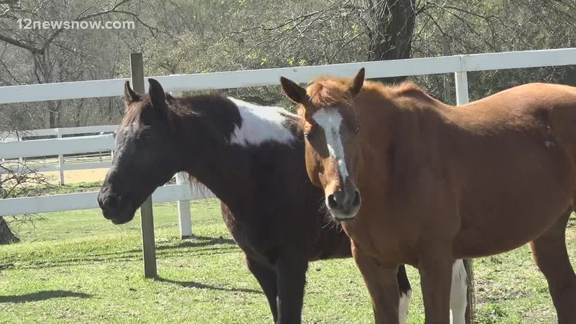 Future of Tyrell Park Riding Stables unknown due to added requirements from City of Beaumont