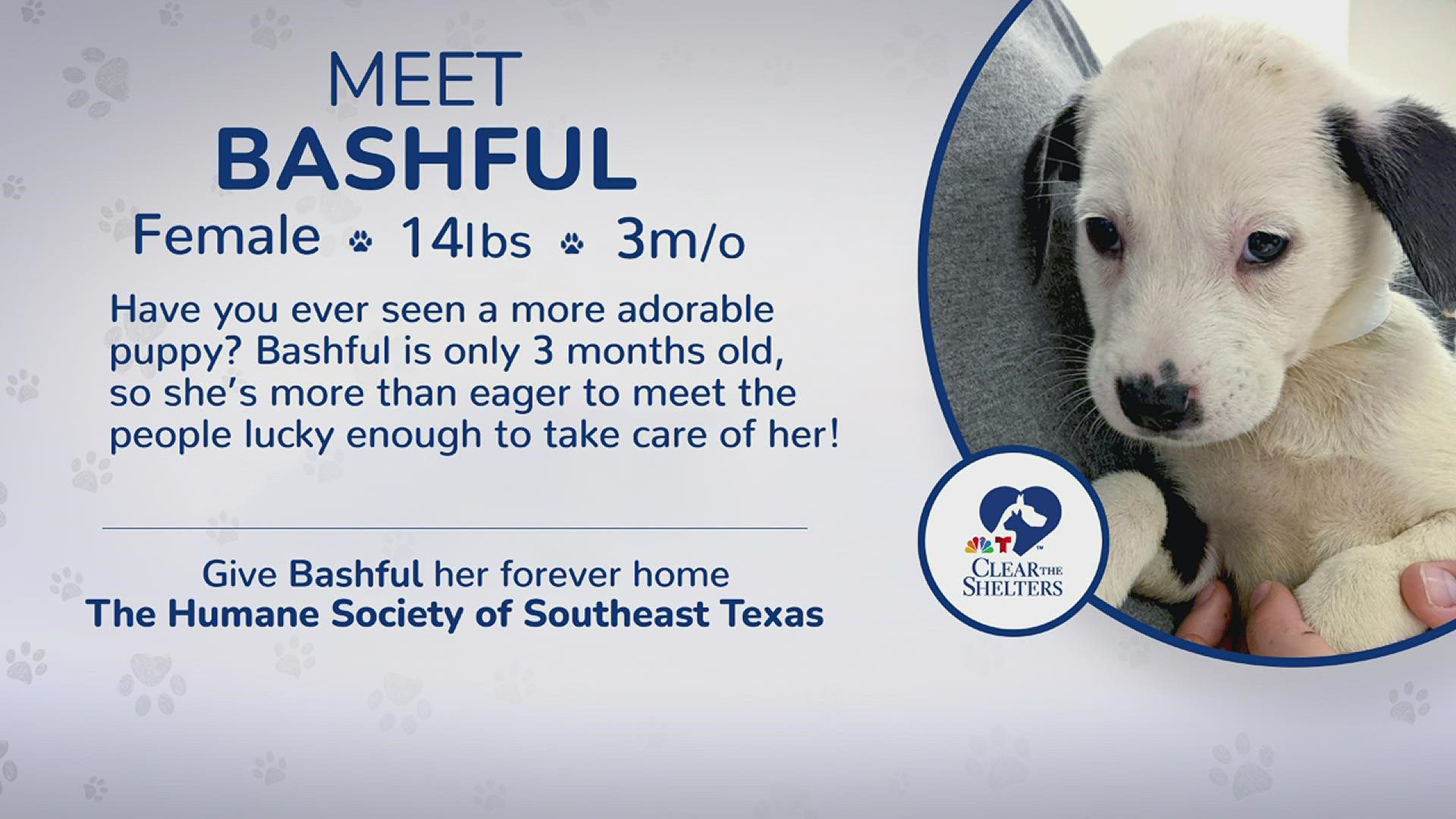 Meet Bashful 12News helping Humane Society of Southeast Texas Clear the Shelters