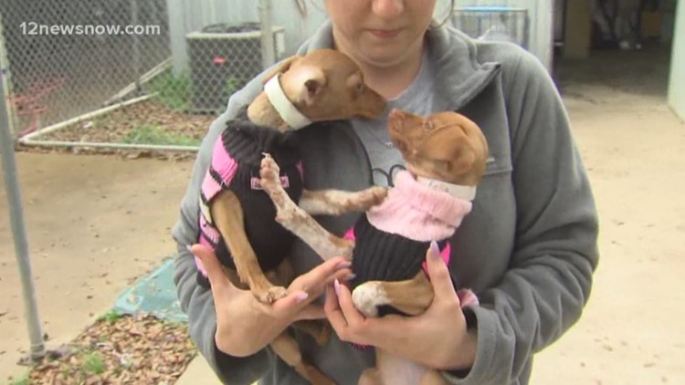 Two pet sisters Reida, Miller look for their forever home in SETX