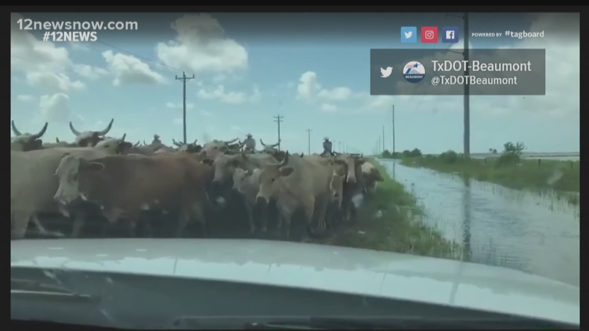 Ranchers in Southeast Texas are doing their best to get cattle out of flooded areas. Drivers in the area should use caution for any cattle drives crossing highways.