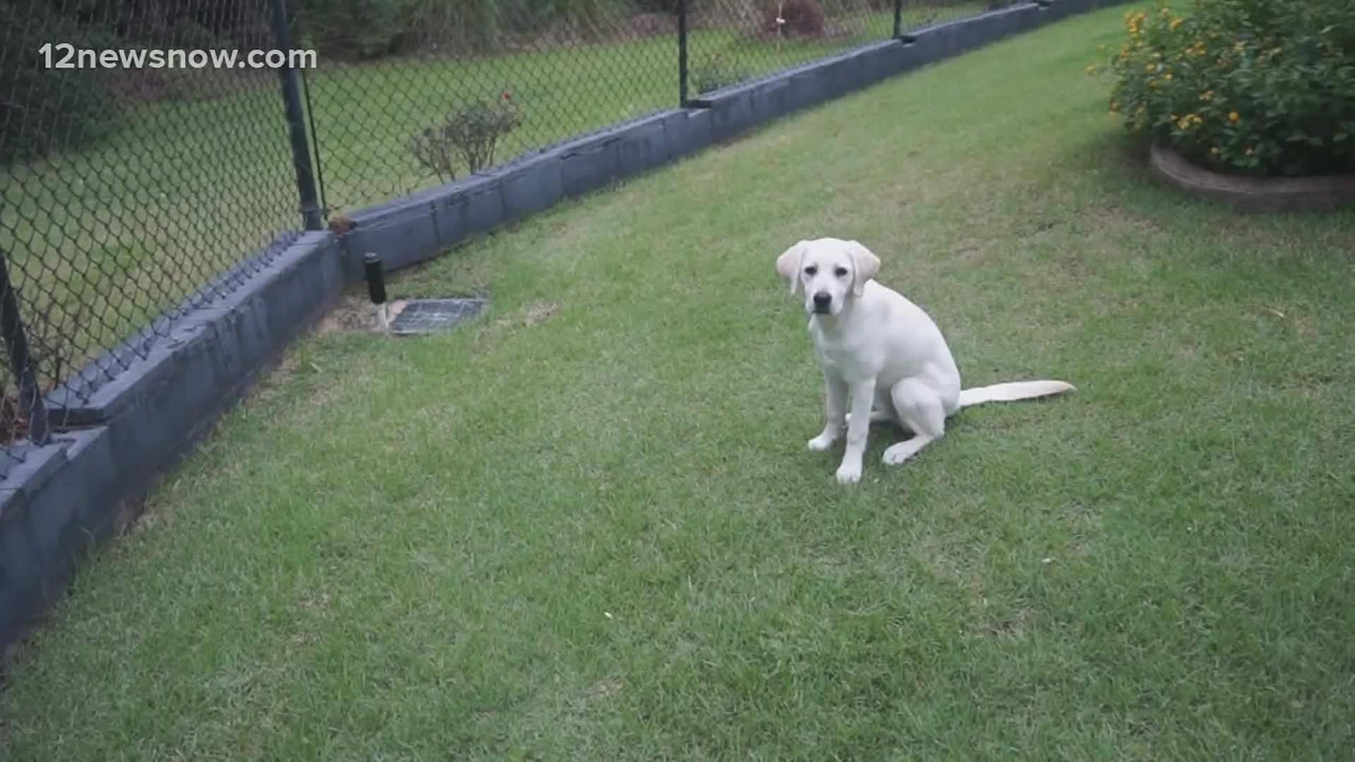The white Labrador is 4 months old.