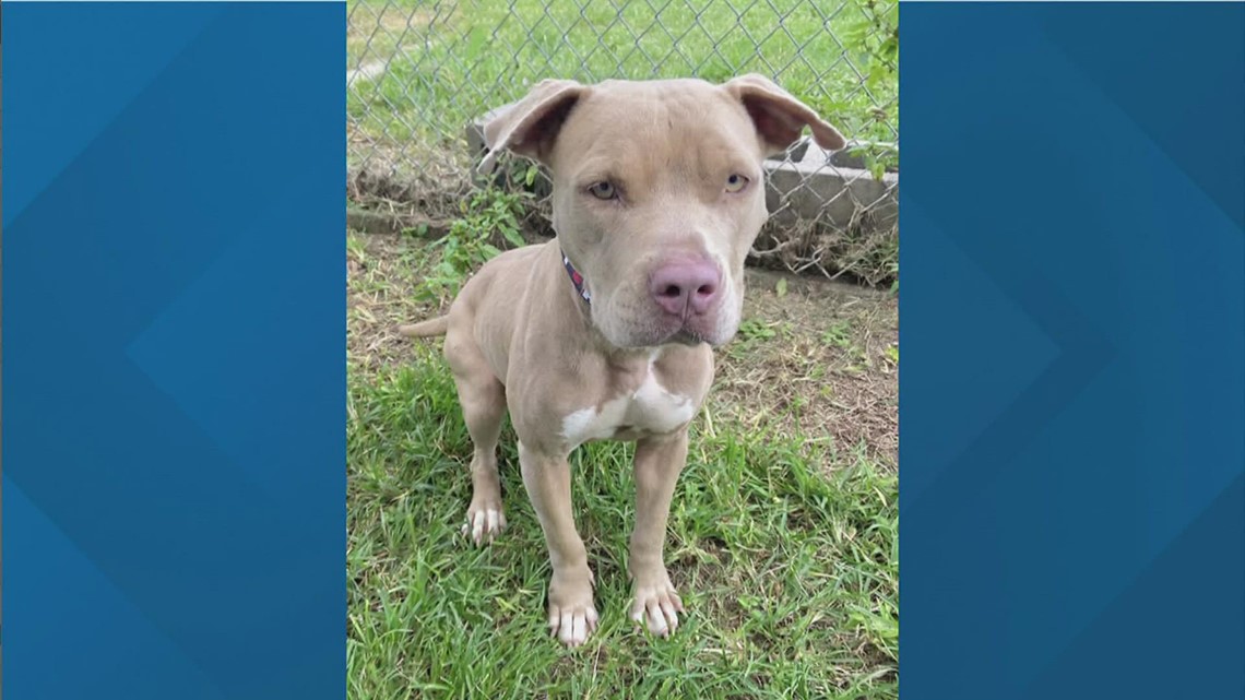 Dog dumped abandoned in the rain outside Beaumont Animals Care will be up for adoption soon