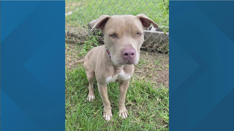 Beaumont Animal Care asking for help after dog was dumped, abandoned in the rain