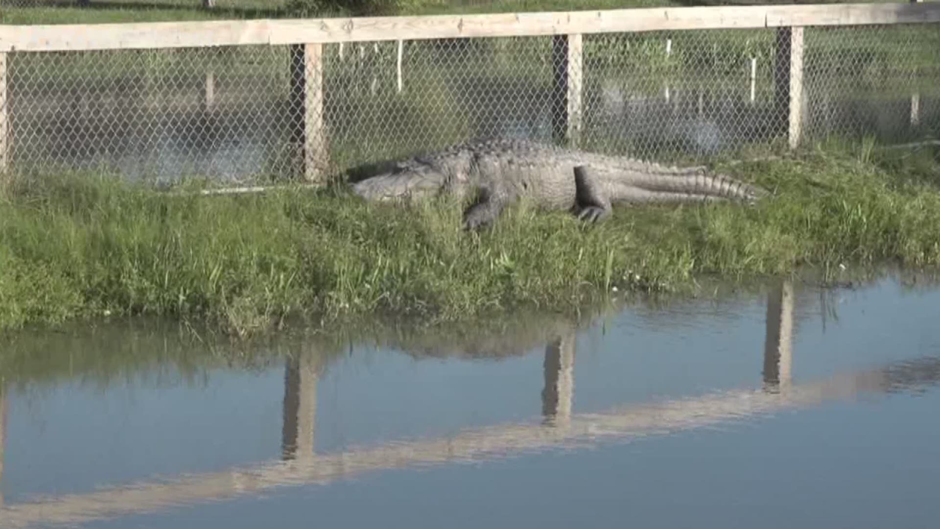 Big Tex and Big Al were missing for several days after the storm brought floodwaters to the park.