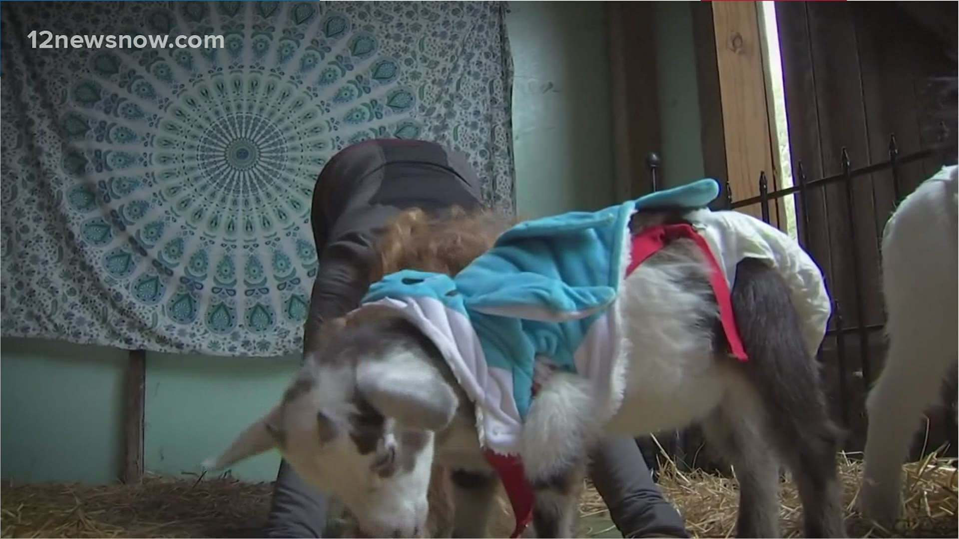 No matter how bad of a day you're having, a room full of baby goats in diapers and suspenders is sure to bring you udder joy!