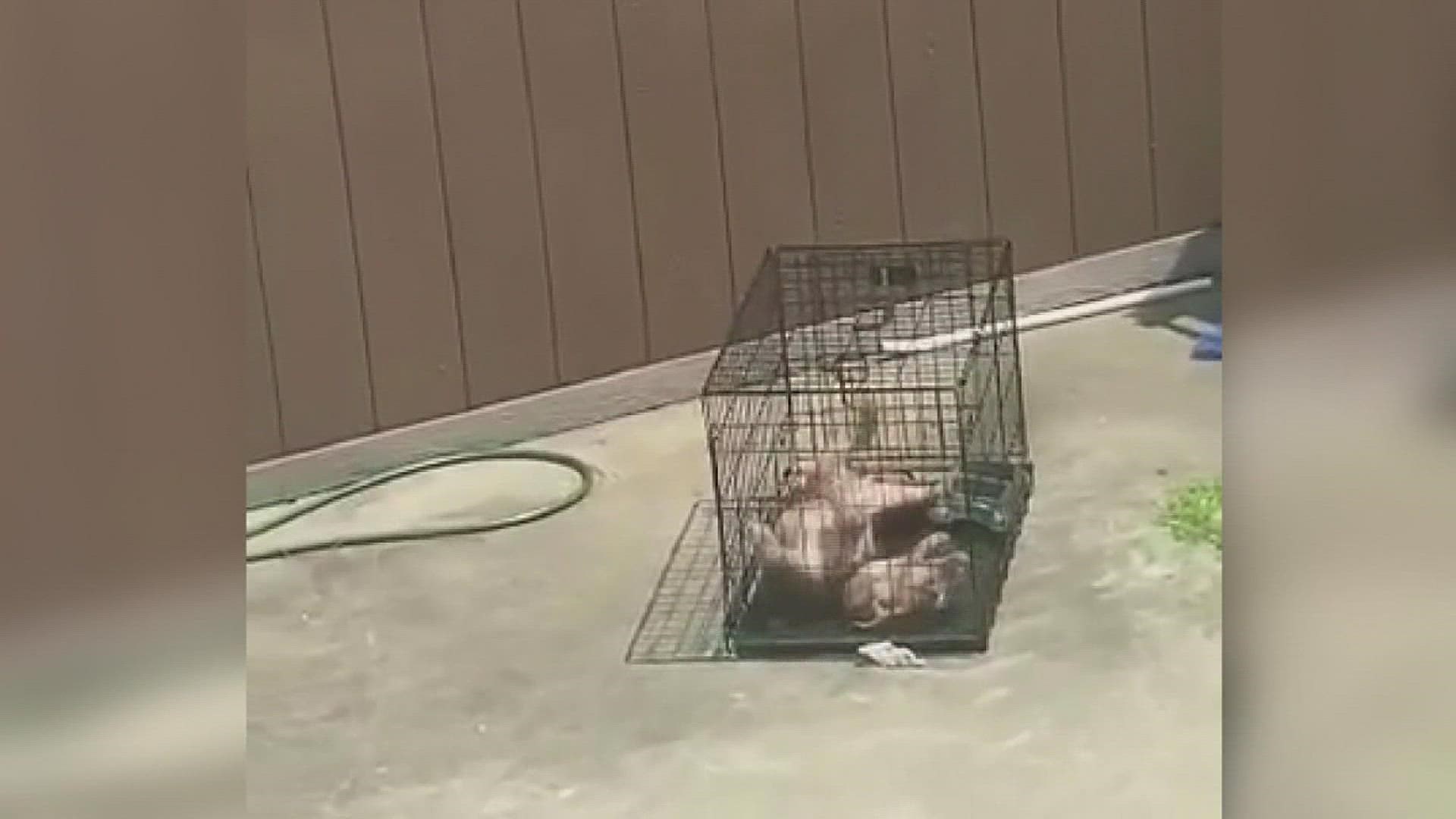Police said the puppy was found in a kennel in direct sunlight with no food, water or shade.