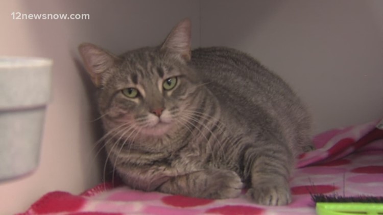 'Broccoli' a cat ready to play in a new home