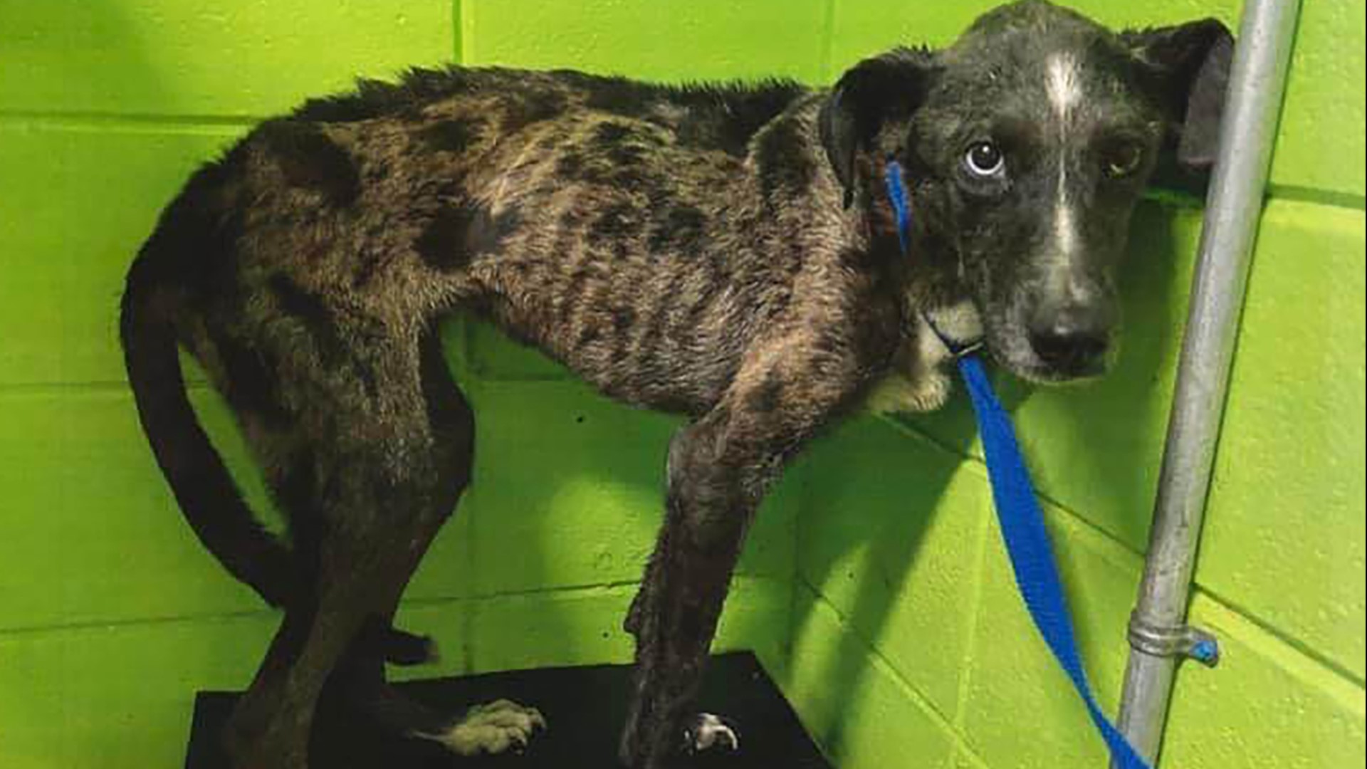 Emaciated dog found inside trash bag in dumpster in Beaumont ...