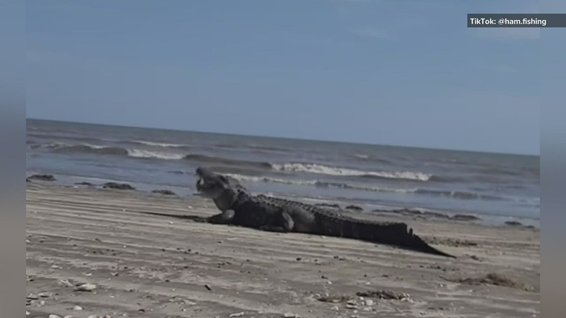 Alligator spotted by a Southeast Texas family in an unusual place ...