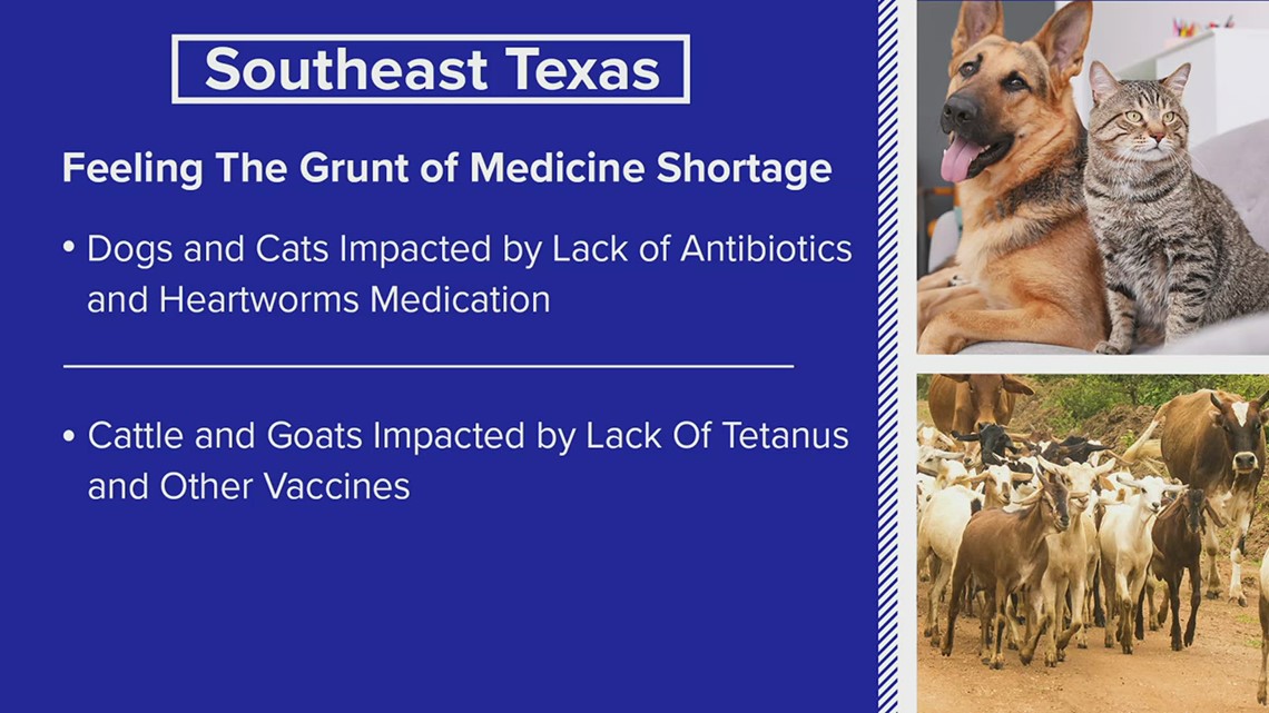 Medicine shortage impacting pets, livestock in Southeast Texas - Vimarsana News