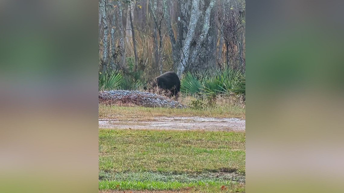 Experts say arrival of black bears in Southeast Texas is imminent