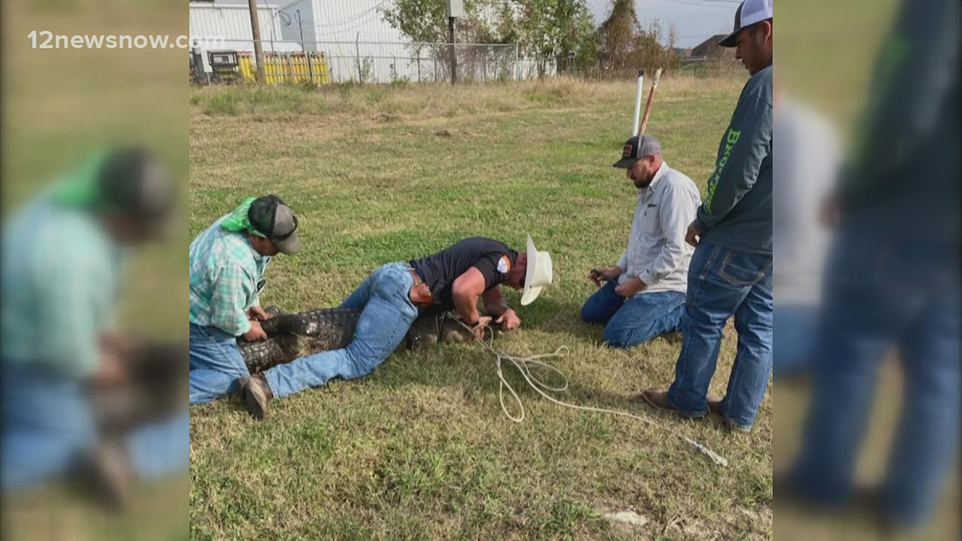 A nearly ten foot alligator was relocated from a Mid-County drainage ditch to a nearby wildlife management area on Wednesday.