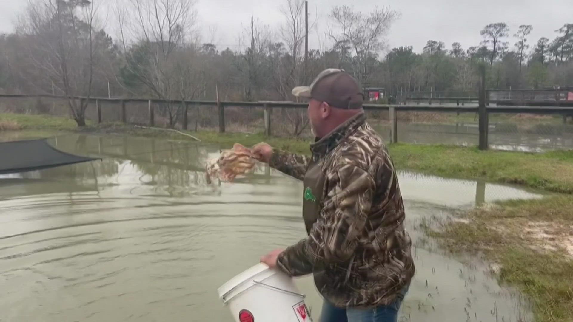 Gator Country's 13-foot gator, Big Al, signaled Thursday morning that we've got six more weeks of winter by refusing to appear and eat a raw chicken tossed to him.