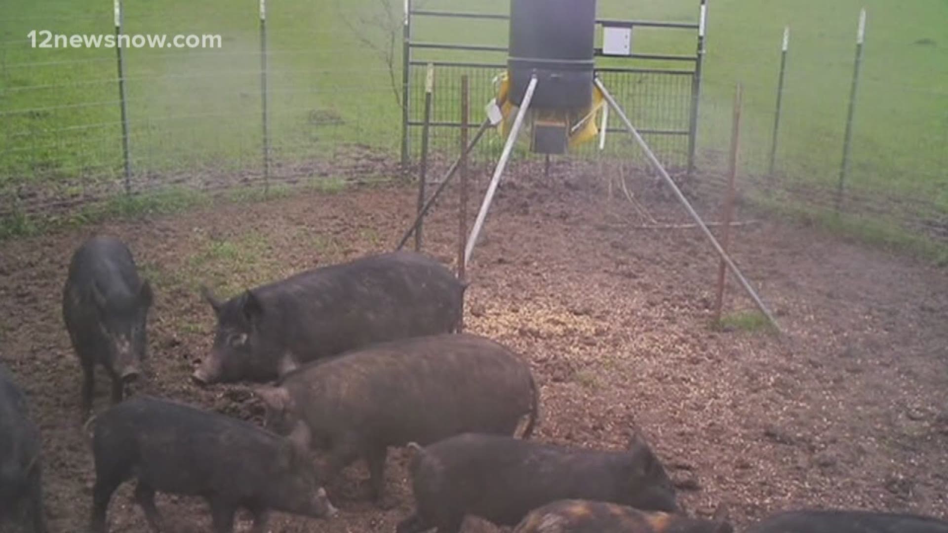 Don't be alarmed if you hear gunshots in this part of town! It's a result of a new wild hog program in Chambers County.