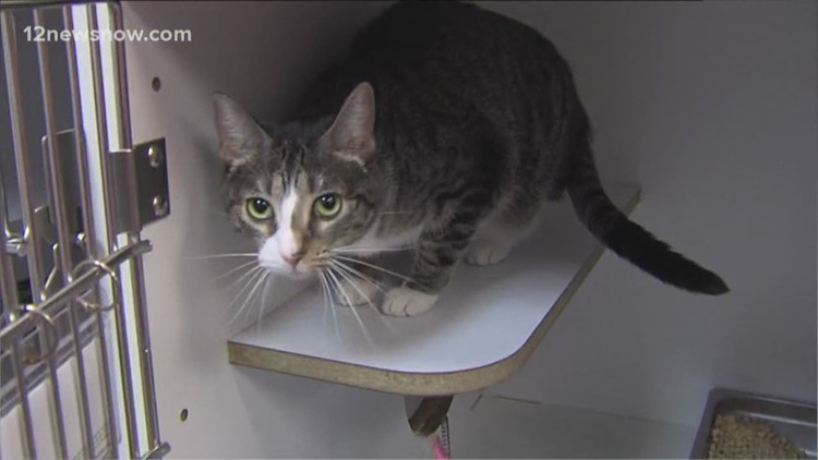 'Sugar,' the kitty wants to join your family