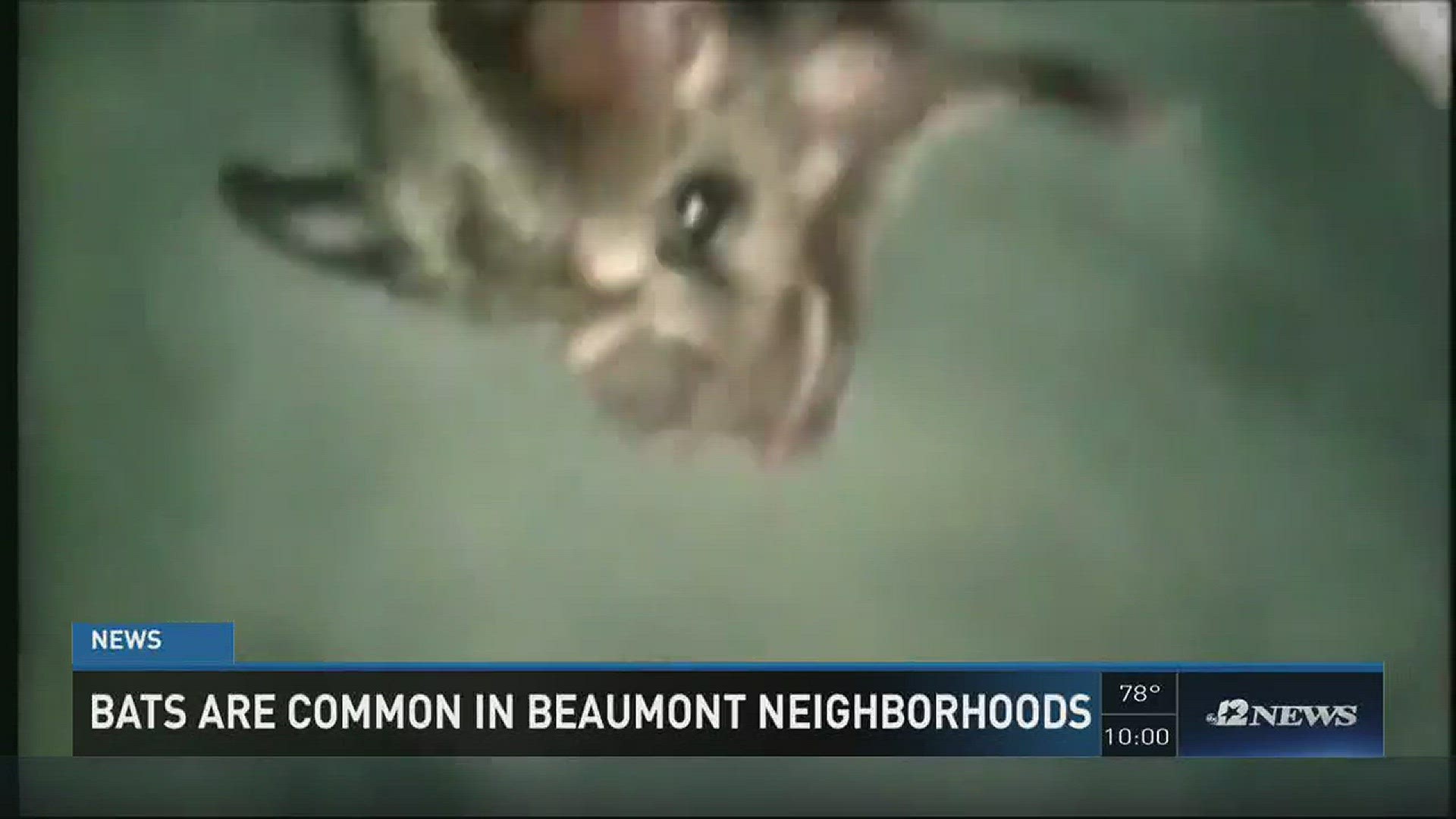 Bats common in Beaumont neighborhoods