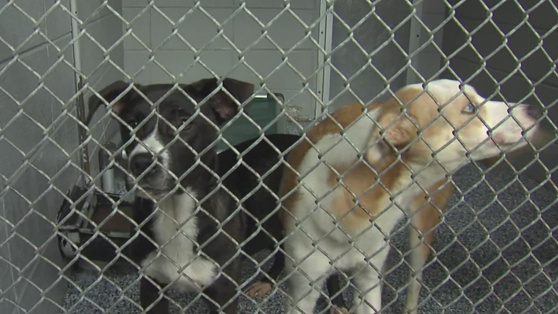 Beaumont Animal Care needs fosters ahead of freezing temps