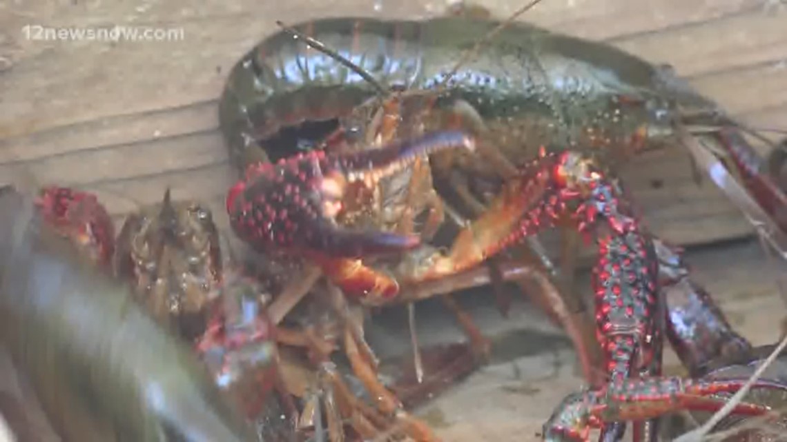 Southeast Texas Crawfish Farm struggling to adapt after restaurants ...