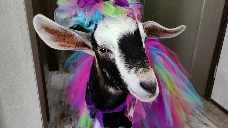 Mauriceville goat makes it quarterfinals of world's largest pet competition, needs votes to advance