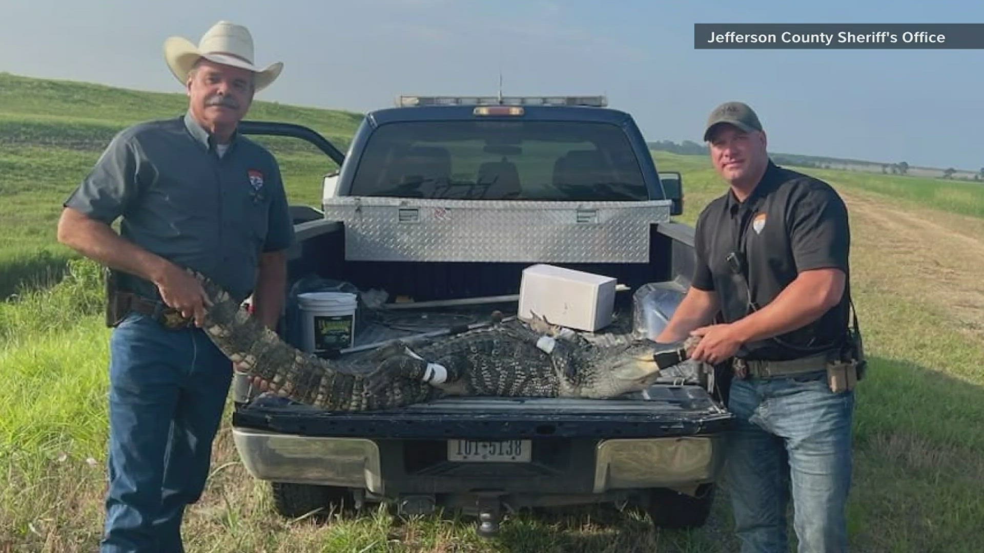 Jefferson County deputies capture, relocate 7-foot gator found under truck  Tuesday morning