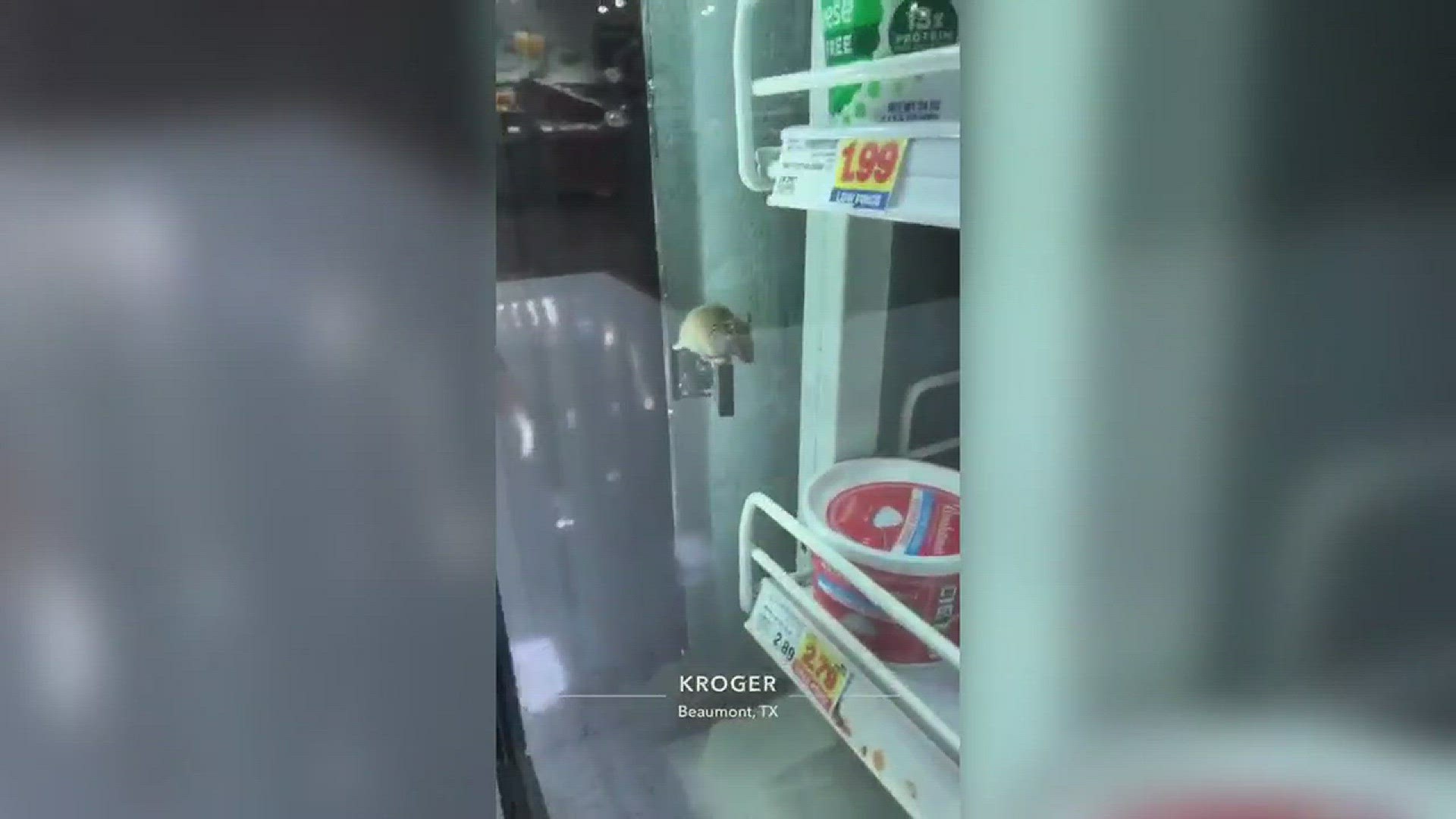 Video shows mouse found inside Kroger on Dowlen Road in Beaumont