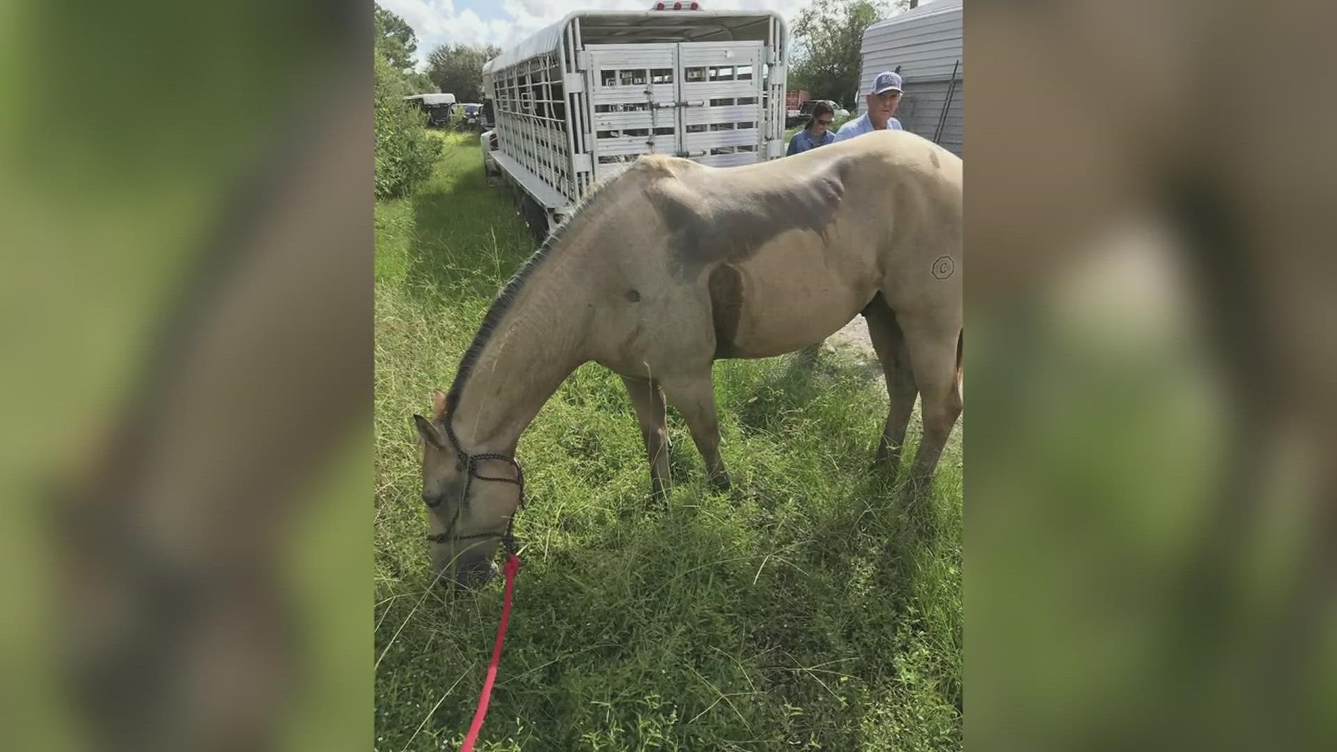 The owner of a Dunn gelding is asking for the community's help following a Wednesday evening theft.