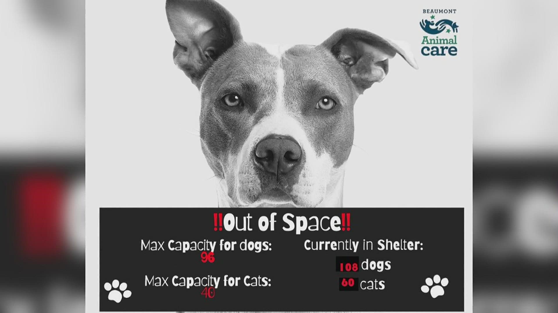 At maximum capacity, the shelter can hold 96 dogs and 46 cats.