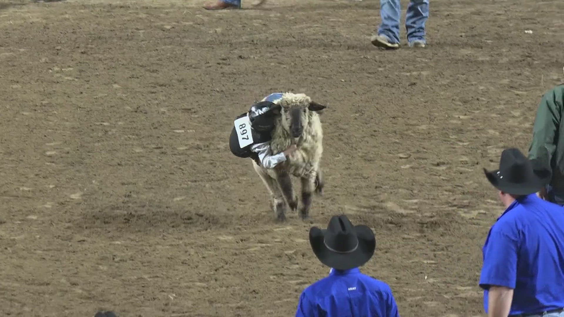 Young cowboys cowgirls kick off rodeo at YMBL South Texas State Fair with mutton bustin