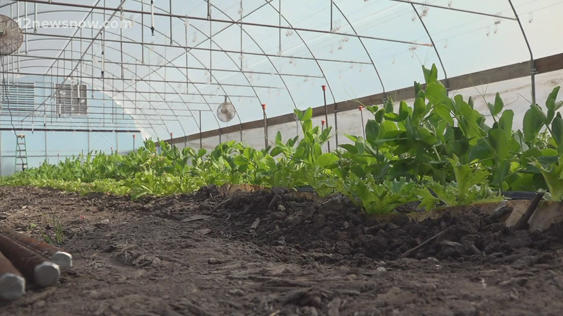 Many Texas farmers are having to start over after the freeze killed crops and livestock.
