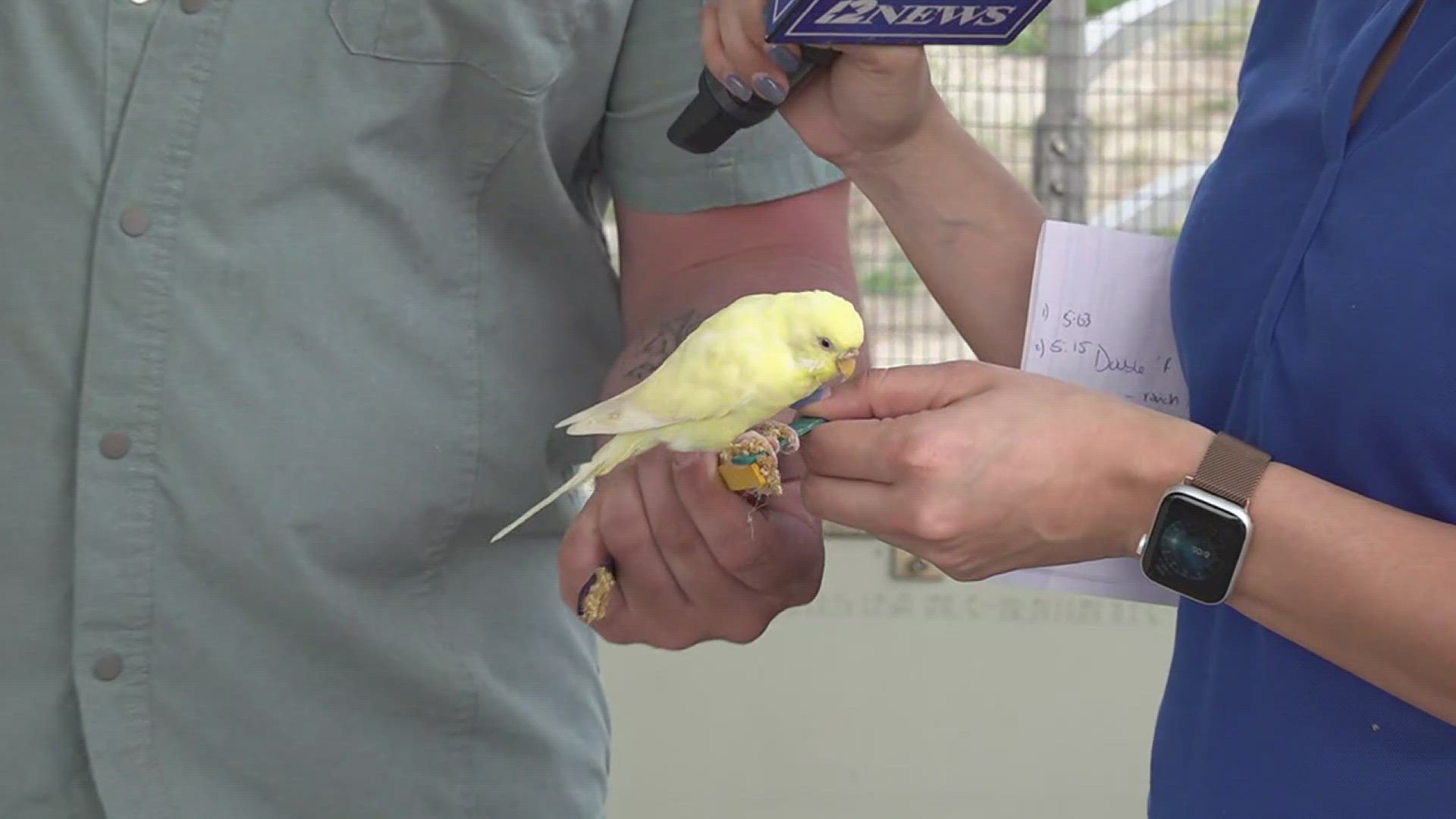 12News Anchor Brenda Matute feeds a parakeet at the 2023 YMBL South