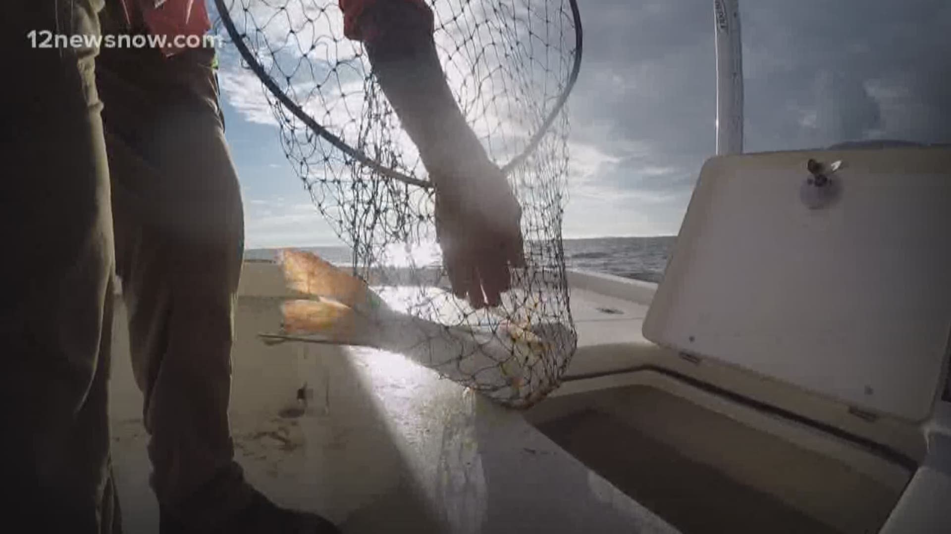 Annual 'STAR' fishing tournament kicks off at sunrise Saturday all along the Texas Gulf Coast