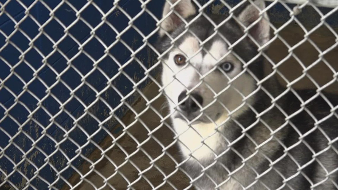 Local animal shelter in desperate need to find homes for the animals in their care