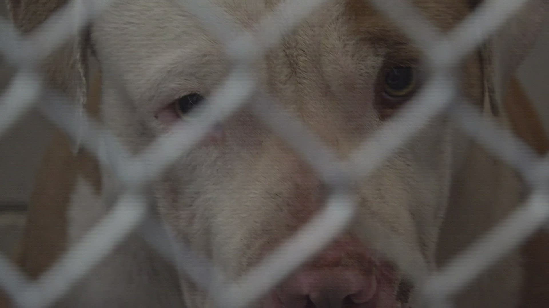 The surviving dog will remain in Beaumont Animal Care custody for a 10-day rabies quarantine.