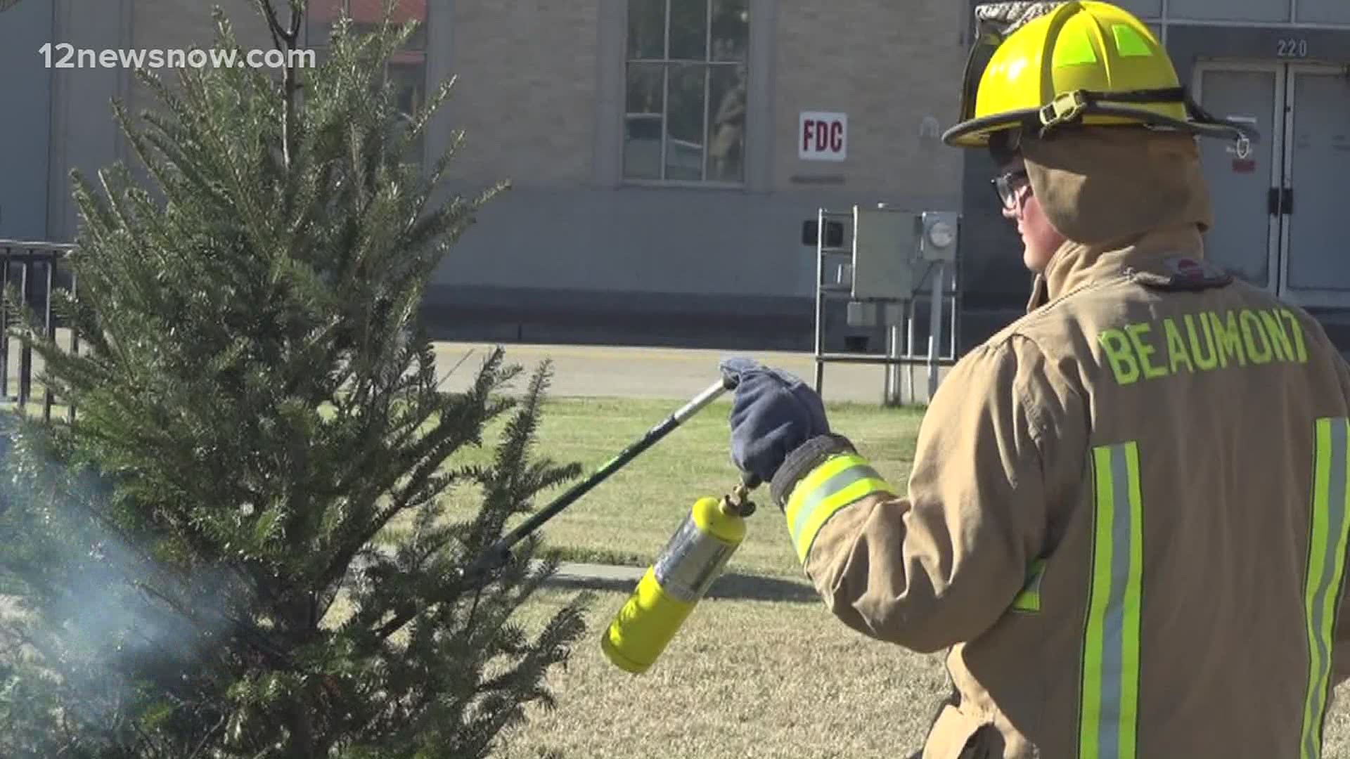 Trees can become fully engulfed in a matter of minutes, firefighters say.