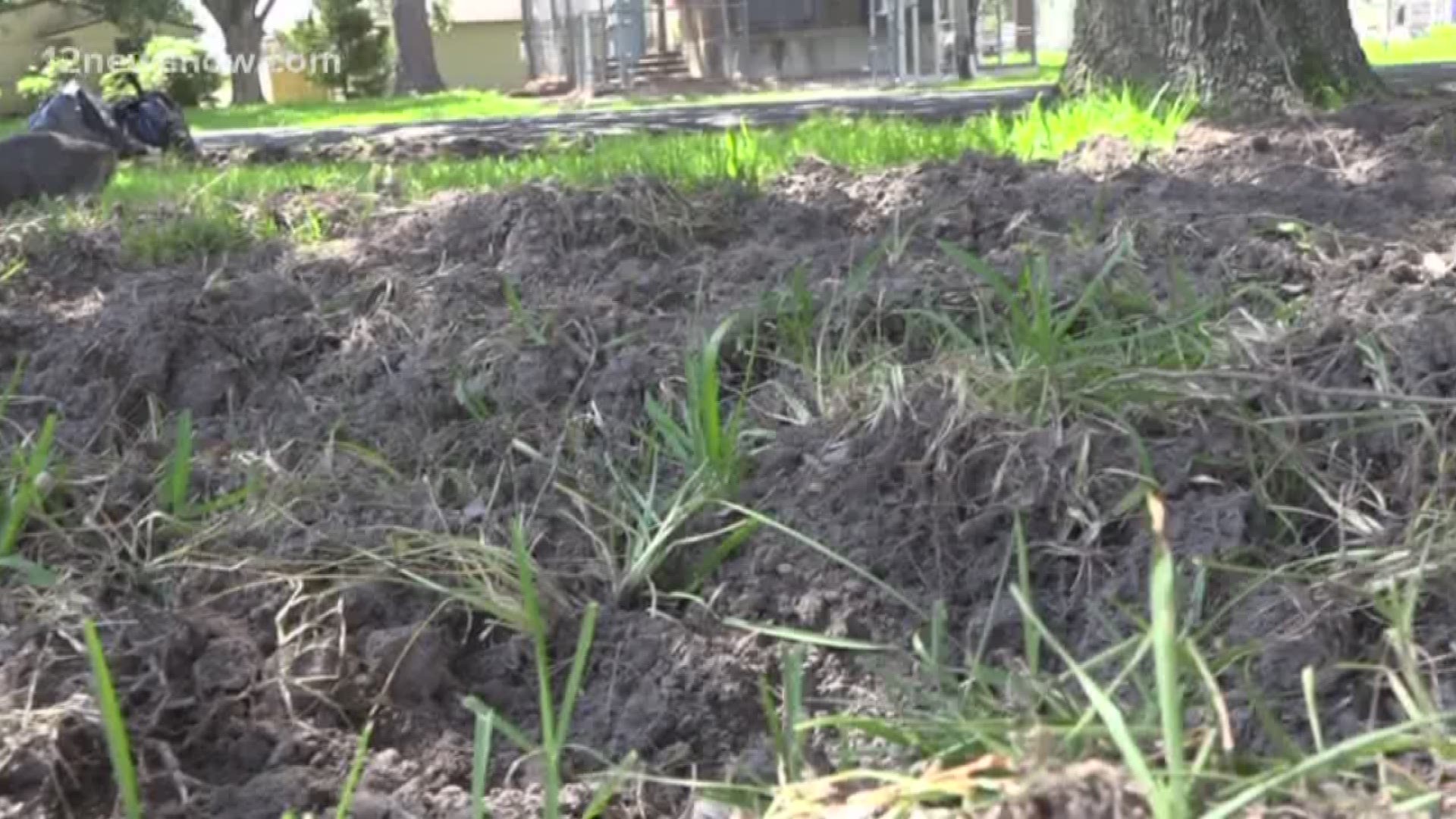 A man from Port Neches is frustrated that feral hogs are tearing up his front lawn.
