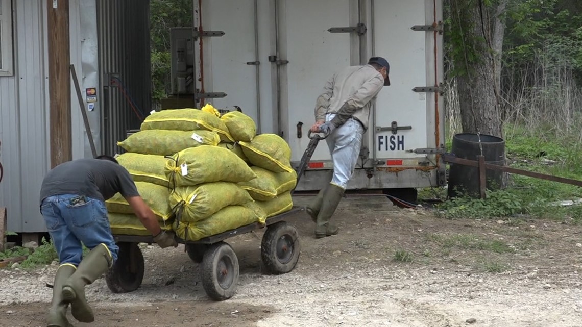 Crawfish farmers in Southeast Texas gearing up getting ready for busy Easter weekend