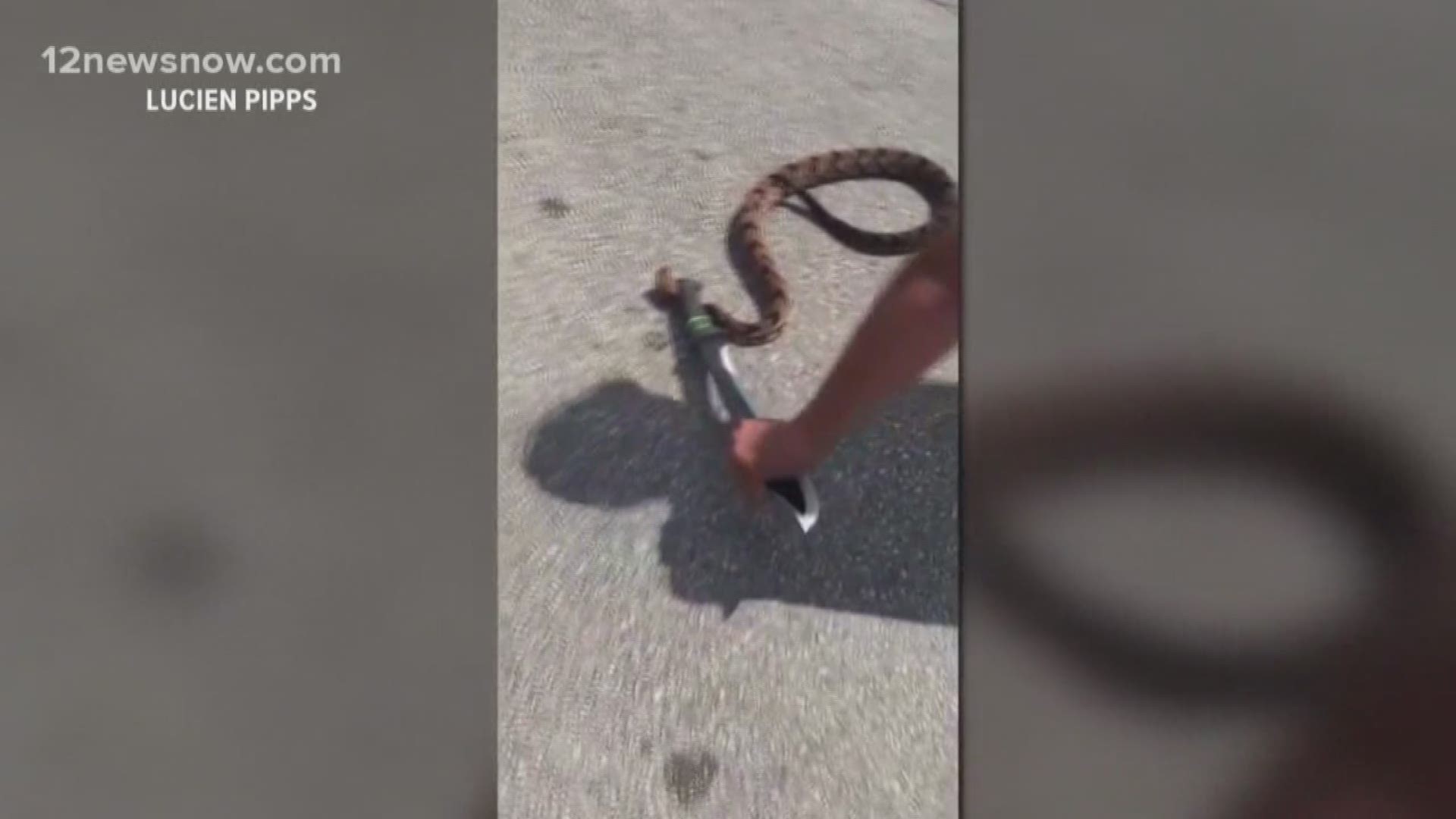 The snake was found under a car at the Target shopping center in Beaumont. 