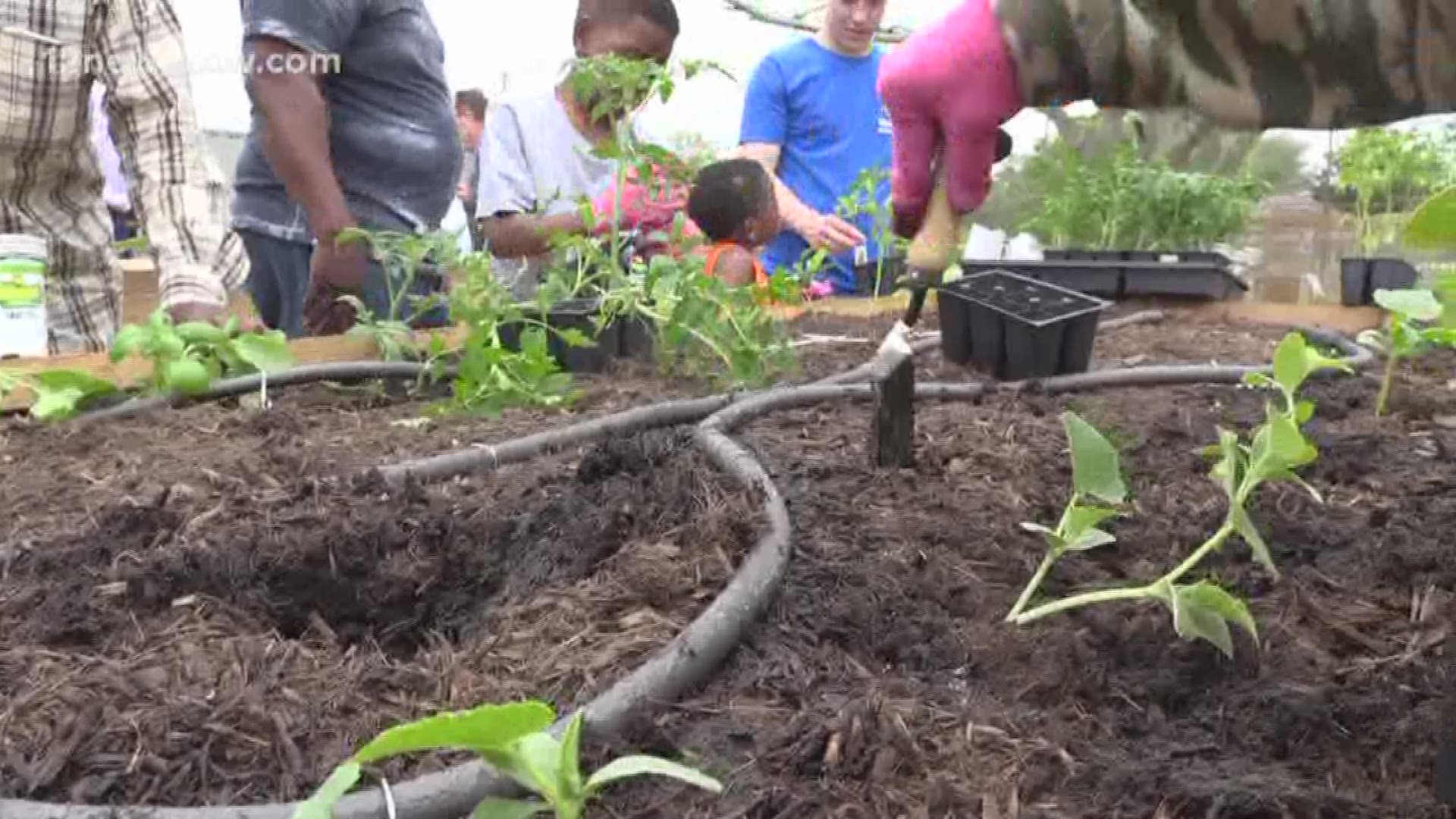 Community members can gather at the park to plant fruit and vegetables.