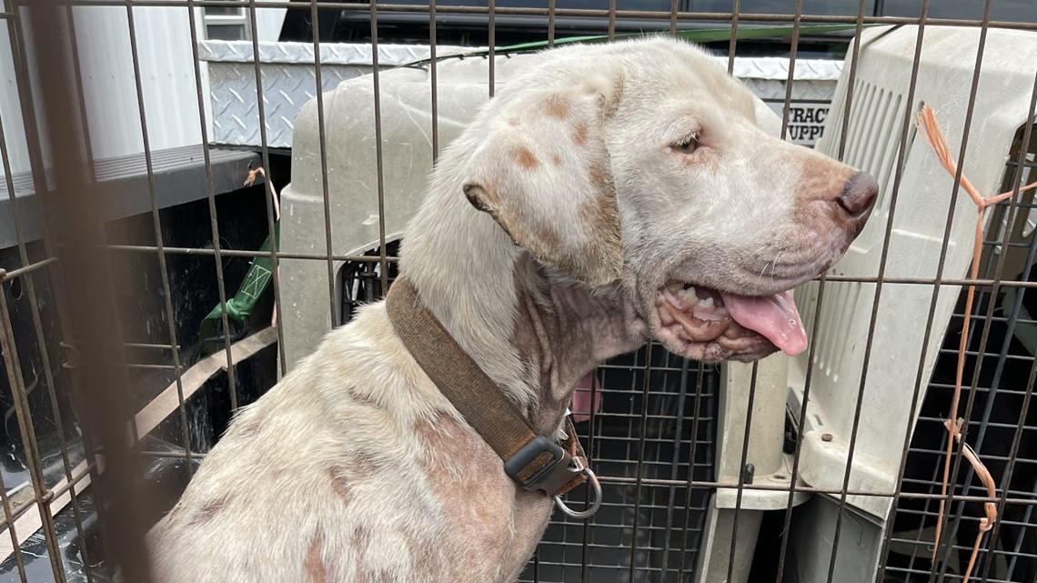 10 neglected dogs rescued from Newton County home - Vimarsana News