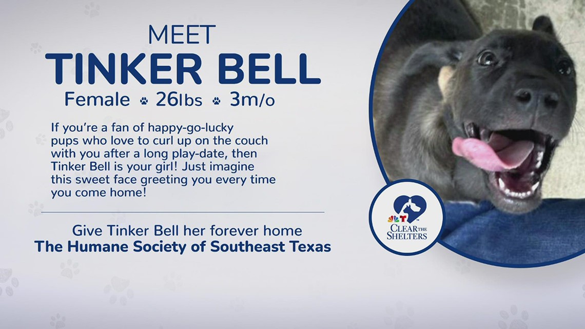 Meet Tinker Bell | 12News helping Humane Society of Southeast Texas 'Clear the Shelters'